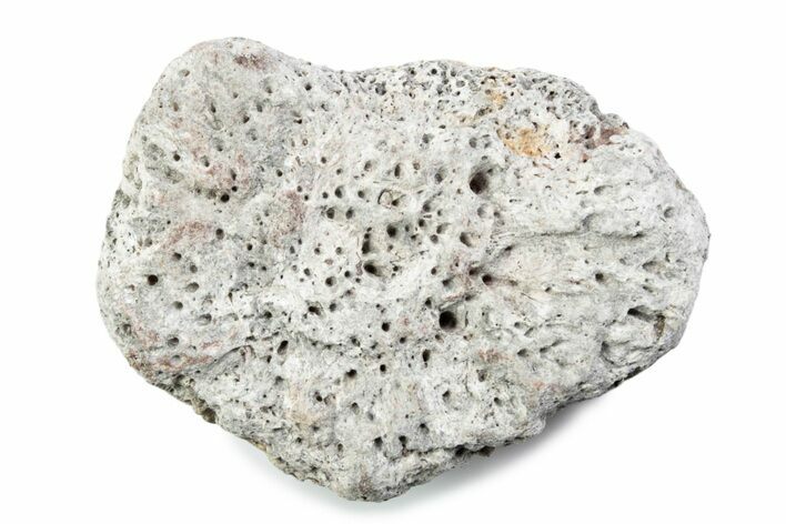 Fossil Glyptodont (Glyptotherium) Bony Armor Osteoderm - Florida #362304